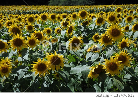 向日葵、真夏の花、ひまわり畑 向日葵、真夏の花、ひまわり畑 138476615