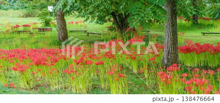 秋の公園に咲き誇る真っ赤な彼岸花の群生 パノラマ風景 138476664