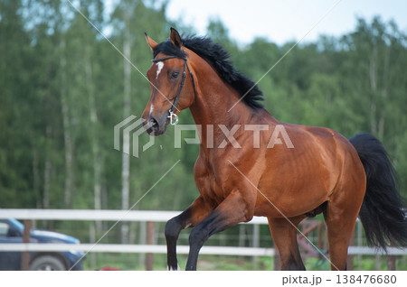 portrait of bay beautiful horse running speedly in outdoor manege. close up portrait of bay beautiful horse running speedly in outdoor manege. close up 138476680