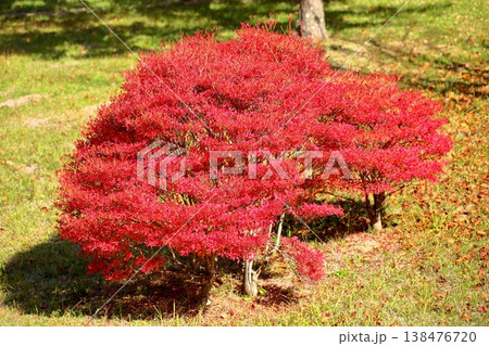 鮮やか ドウダンツツジ紅葉 鮮やか ドウダンツツジ紅葉 138476720