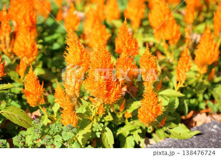 明るい ケイトウの花 明るい ケイトウの花 138476724