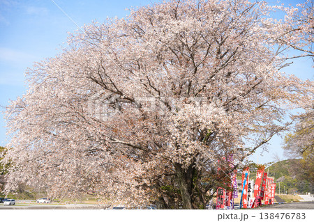 五十鈴川の桜 五十鈴川の桜 138476783