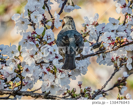 岩倉市五条川の桜の木に留まったヒヨドリの姿 138476843