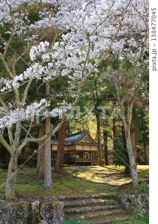ひっそり佇む神社と桜 ひっそり佇む神社と桜 138477045