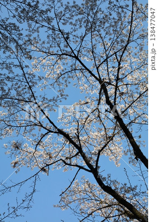 青空に映える桜弐 138477047