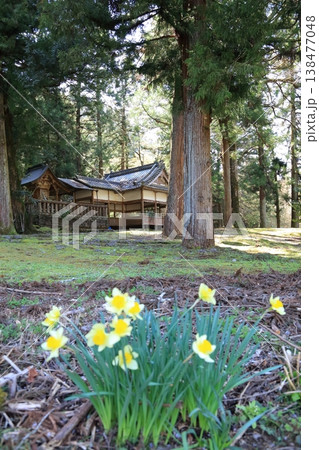 早春のあけぼの神社に咲くスイセン弐 早春のあけぼの神社に咲くスイセン弐 138477048