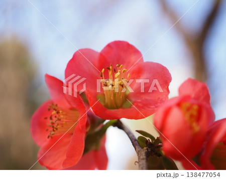 木瓜の花（20260327153446） 138477054