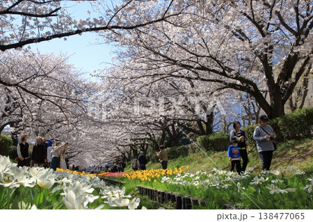江川せせらぎ緑道の桜とチューリップ ( 神奈川県 横浜市 ) 江川せせらぎ緑道の桜とチューリップ ( 神奈川県 横浜市 ) 138477065