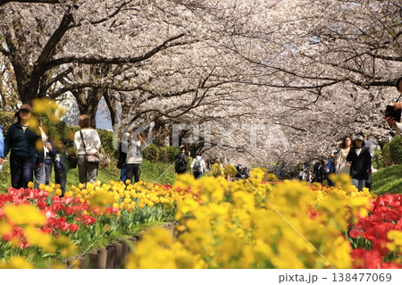 江川せせらぎ緑道の桜とチューリップ ( 神奈川県 横浜市 ) 138477069