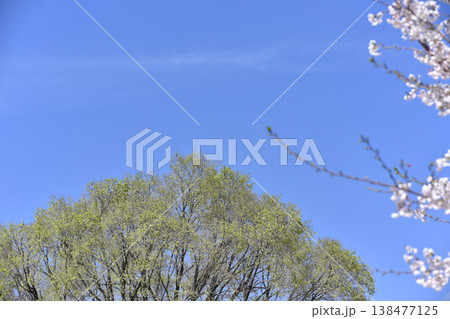 青空に映える桜と新緑 138477125
