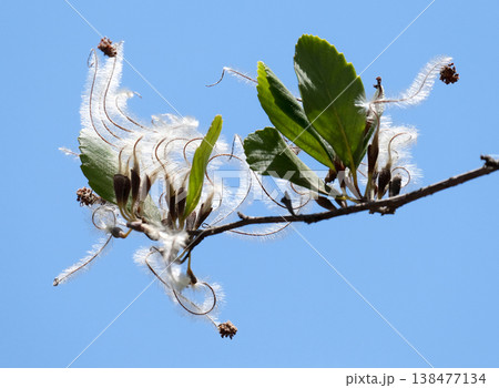 Mountain Mahogany plant (Cercocarpus betuloides) Mountain Mahogany plant (Cercocarpus betuloides) 138477134