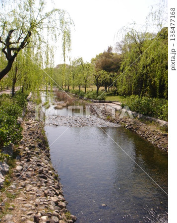 柳のある川の風景 柳のある川の風景 138477168