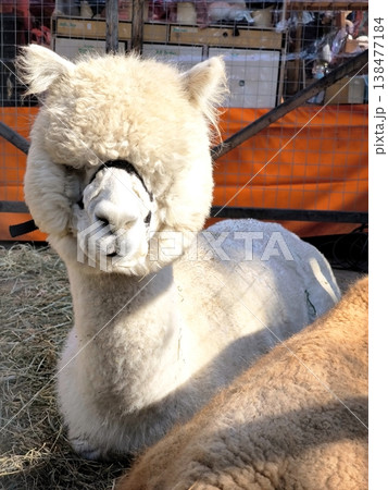 A close-up of an alpaca's head with thick fur. The animal lies calmly on hay in a paddock on a sunny day A close-up of an alpaca's head with thick fur. The animal lies calmly on hay in a paddock on a sunny day 138477184