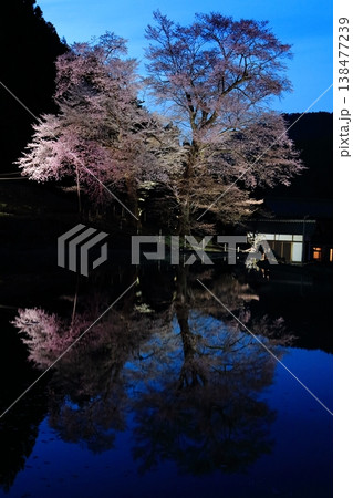 苗代桜の夜景参 苗代桜の夜景参 138477239
