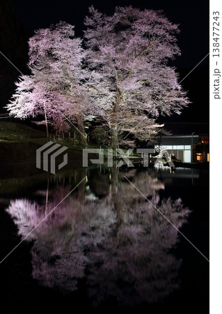 苗代桜の夜景七 138477243