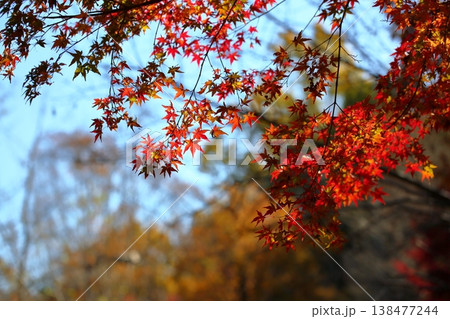 紅葉　カエデの葉 138477244