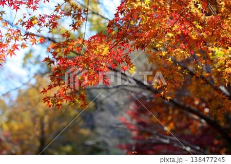 紅葉 カエデの葉 紅葉 カエデの葉 138477245