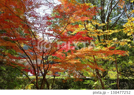 紅葉 カエデの葉 紅葉 カエデの葉 138477252