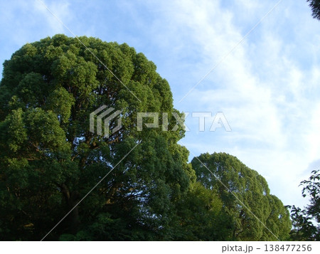 楠のある風景 楠のある風景 138477256