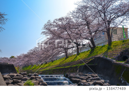 2026年春 奈良佐保川の桜並木 朝日を背にする桜並木 2026年春 奈良佐保川の桜並木 朝日を背にする桜並木 138477489