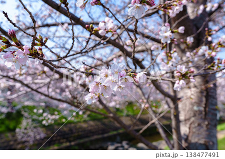 2026年春　奈良佐保川の桜並木　5分咲きの桜 138477491