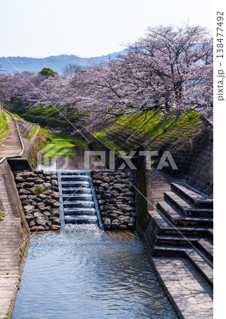 2026年春 奈良佐保川の桜並木 若草山を背に咲く桜 2026年春 奈良佐保川の桜並木 若草山を背に咲く桜 138477492
