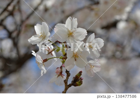 桜ひと枝に7つの花と4つのつぼみ。花びらは弱い逆光で透けている。背景はボケた咲き誇る桜の花 138477586