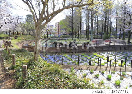 春のしょうぶ沼公園 東京都足立区谷中 春のしょうぶ沼公園 東京都足立区谷中 138477717