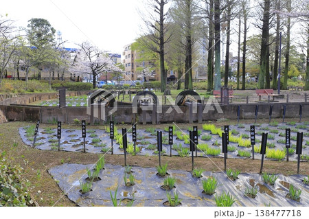 春のしょうぶ沼公園　東京都足立区谷中 　 138477718