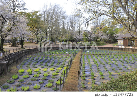 春のしょうぶ沼公園　東京都足立区谷中 　 138477722