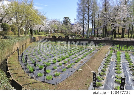 春のしょうぶ沼公園 東京都足立区谷中 春のしょうぶ沼公園 東京都足立区谷中 138477723