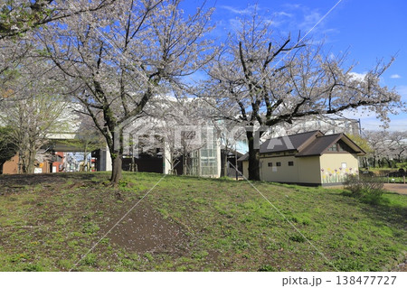 春のしょうぶ沼公園 東京都足立区谷中 春のしょうぶ沼公園 東京都足立区谷中 138477727