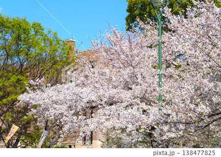 満開の桜と青い空 満開の桜と青い空 138477825