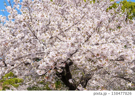 満開になった桜の木 満開になった桜の木 138477826