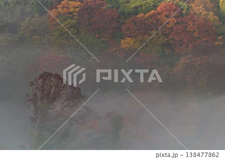 雲海の中の紅葉 138477862