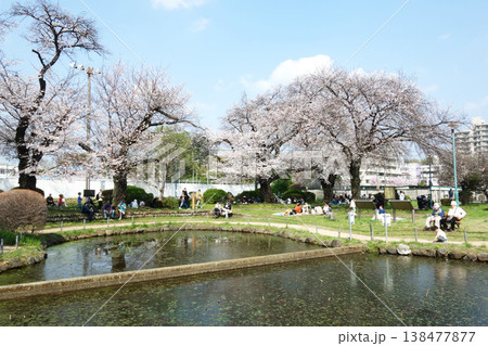 東京都府中市の寿中央公園2026(ひょうたん池) 東京都府中市の寿中央公園2026(ひょうたん池) 138477877