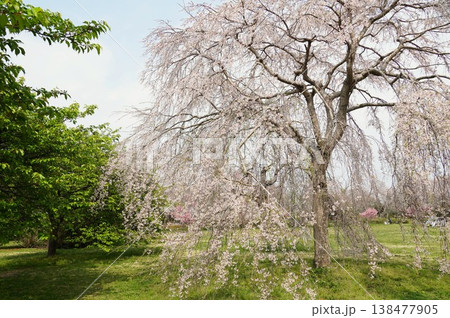 満開の枝垂桜が咲き誇る 城山公園桜まつりの風景 満開の枝垂桜が咲き誇る 城山公園桜まつりの風景 138477905