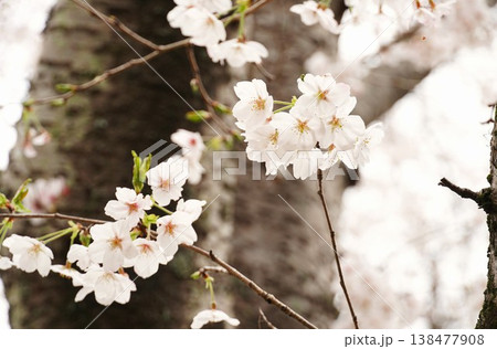 城山公園桜まつり　満開のソメイヨシノのアップ 138477908