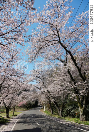 満開の桜のトンネル　沖洲桜並木の風景 138477913