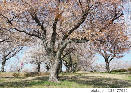 天然記念物の山桜の花が咲き誇る　磯部桜川公園桜まつりの風景 138477922