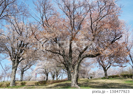 天然記念物の山桜の花が咲き誇る 磯部桜川公園桜まつりの風景 天然記念物の山桜の花が咲き誇る 磯部桜川公園桜まつりの風景 138477923
