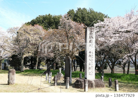 天然記念物の山桜の花が咲き誇る 磯部桜川公園桜まつりの風景 天然記念物の山桜の花が咲き誇る 磯部桜川公園桜まつりの風景 138477929