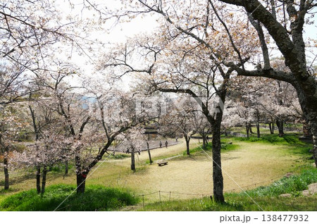 天然記念物の山桜の花が咲き誇る 磯部桜川公園桜まつりの風景 天然記念物の山桜の花が咲き誇る 磯部桜川公園桜まつりの風景 138477932