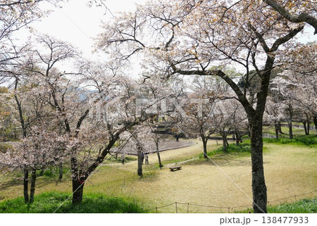 天然記念物の山桜の花が咲き誇る 磯部桜川公園桜まつりの風景 天然記念物の山桜の花が咲き誇る 磯部桜川公園桜まつりの風景 138477933