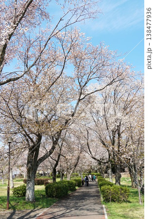 天然記念物の山桜の花が咲き誇る　磯部桜川公園桜まつりの風景 138477936