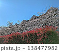 桜 138477982