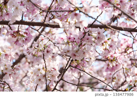 桜咲く 桜咲く 138477986