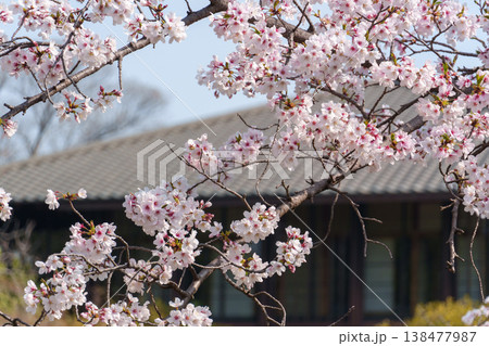 桜のある風景 138477987