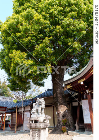新緑に覆われた神社 138478170