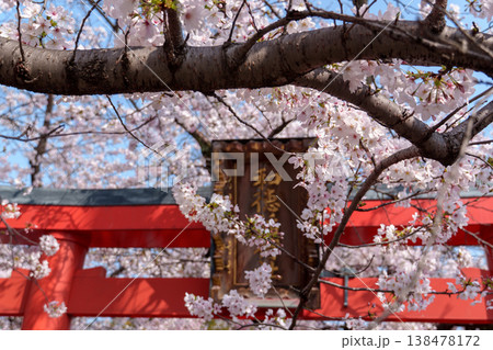 桜に彩られたお稲荷さんと満開の桜 桜に彩られたお稲荷さんと満開の桜 138478172